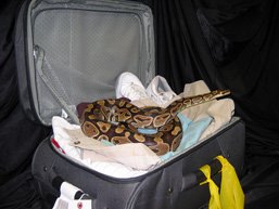 An open suitcase contains clothes on which lies a Ball Python.