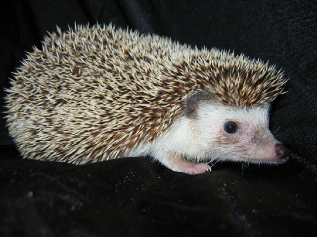 A side view of an African Pygmy Hedgehog with a black backgroung. 