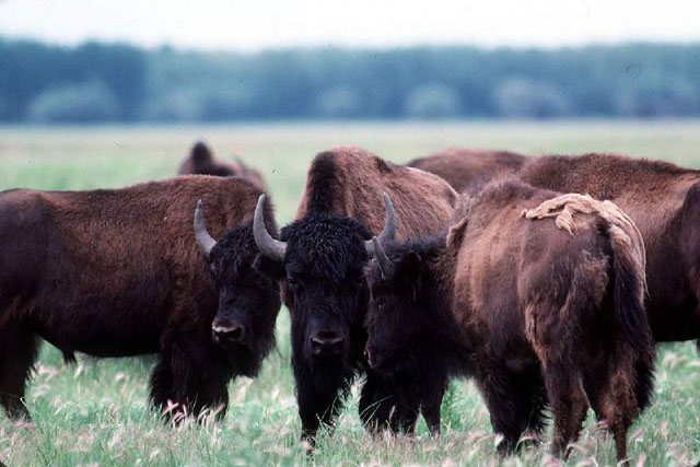 Un groupe de bisons demeurent immobiles dans une prairie.