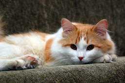Un chat domestique couché sur un sofa fixe l'objectif.
