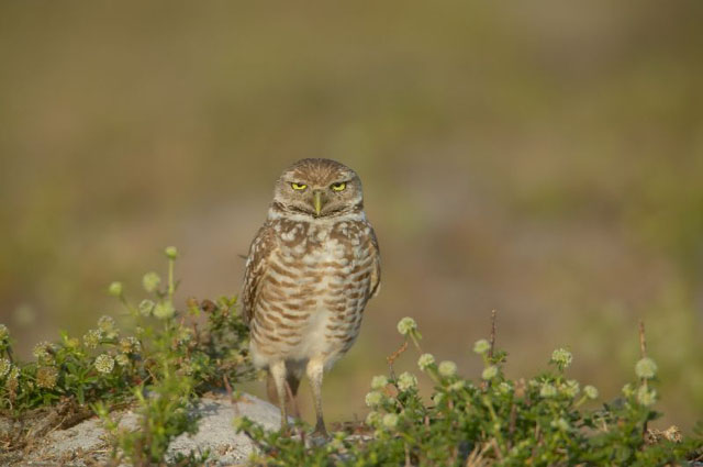 A Burrowing Owl faces the camera.