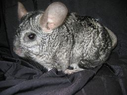 A Chinchilla on a black fabric, seen from a side view. 