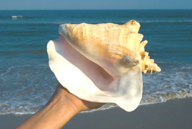 A Queen Conch is held at arm's length on the sea shore. 