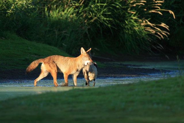 A side view of a Coyote crossing in shallow water with a goose in its jaw. 