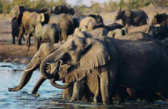 Elephant herd drinking at a waterhole. 