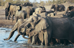 Troupeau d'éléphants s'abreuvant dans un point d'eau.