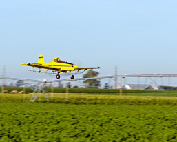An aircraft flies at low altitude over a field crop in order to spray chemical products. 