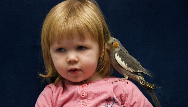 Young girl with a Cockatiel on her shoulder.