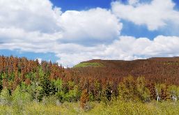 Vue panoramique et aérienne d'une forêt dont la cîme des arbres est rougeâtre.