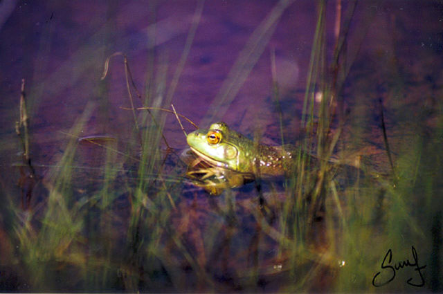 Side view of a Bullfrog through tall grass, half immersed in water. 
