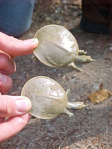 Two juvenile Spiny Softshell Turtles, both held by two fingers at the back of their carapace. 