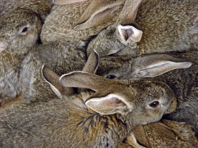 Rabbits squeezed on one another. 