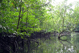 Above water, panoramic view of a Mangrove forest. 