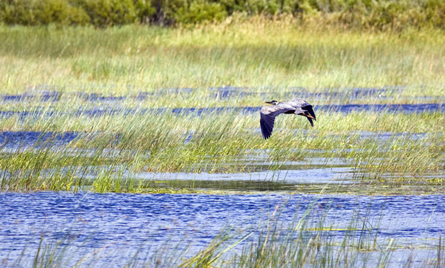A panoramic view of a heron flying over a marsh at low altitude. 