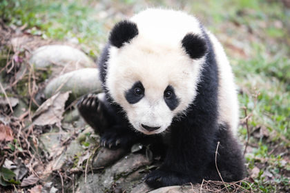 Giant Panda Is No Longer Endangered Species