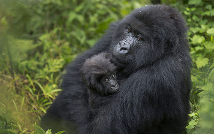Rwanda names to 24 baby gorillas to promote conservation, draw tourists