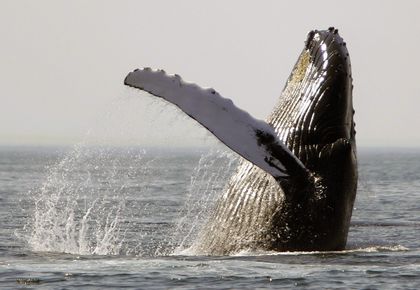 Most humpback whale species removed from endangered list