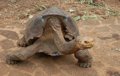 Did 1 Sexually Active Tortoise Really Save His Species?
