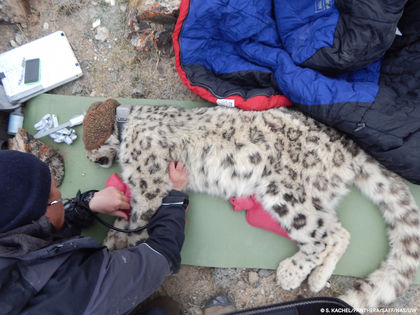 Elusive Snow Leopard Collared in Kyrgyzstan