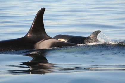 Newborn Killer Whale Brings Hope for Endangered Pod