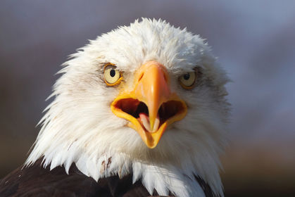 13 Bald Eagles May Have Been Poisoned: Reward Offered