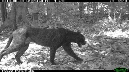 Surprise! Infrared Camera Reveals Black Leopard's Hidden Spots