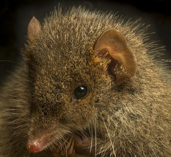 Antechinus Photos: New Marsupials Die for Sex