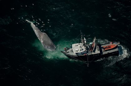 Blue Whales Roam Dangerously Close to Shipping Lanes