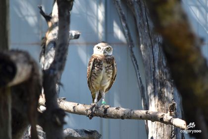 Calgary Zoo launches project to save endangered burrowing owls