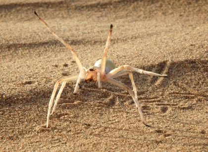 Cartwheeling Spider, Corpse-Hoarding Wasp Among Bizarre New Species