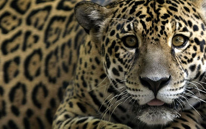 Man sentenced to 6 months in prison in Ecuador for killing a jaguar