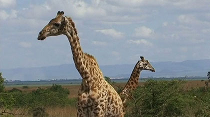 Giraffes put on extinction watch list
