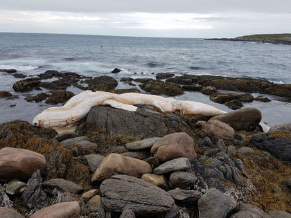 After 12 whale deaths in 2 months Fisheries Canada solicits public’s advice on what to do