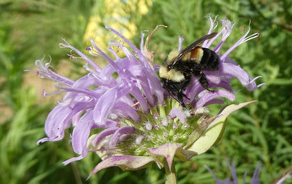 Rusty-patched bumblebee officially named an endangered species after Trump-ordered delay