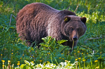 Grizzly bears in Yellowstone Park may lose endangered status