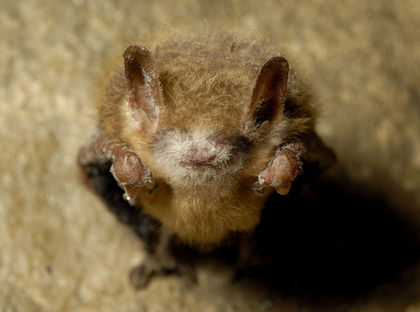 Can 'Good' Bacteria Save Bats From Killer Fungus?