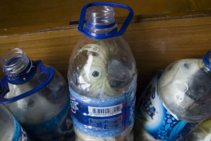 Indonesian police find endangered cockatoos smuggled in water bottles