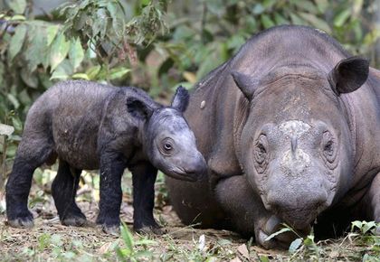 US-born endangered Sumatran rhino arrives in Indonesia on mission to mate