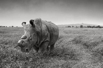 On Tinder, Swipe Right to Save This Endangered Rhino
