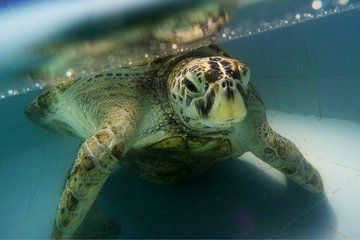 Sea Turtle Named Bank Had 915 Coins Removed from Stomach