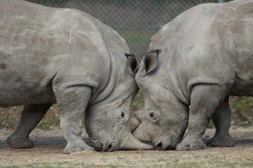 Rare White Rhino Killed for Coveted Horn at French Zoo