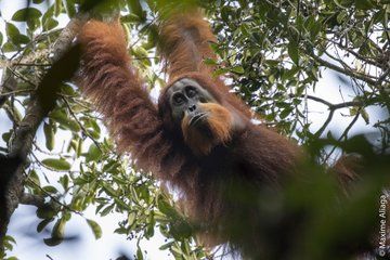 New Orangutan Species Is World's Most Endangered Great Ape