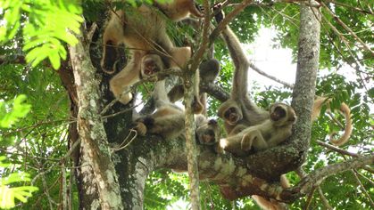 Hippie Monkeys Rebound as Yellow Fever Wipes Out a Competitor