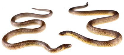 Rare 'Snakes from Hell' Lurk Near Petrochemical Plant in Ecuador