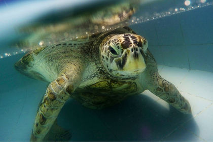 Sea Turtle 'Bank' Dies After 915 Coins Removed from Stomach