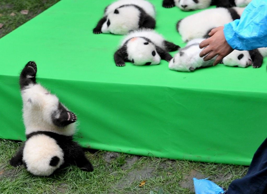 Cutest Face-Plant Ever? Baby Panda Falls Off Stage - To the Rescue of Endangered  Species