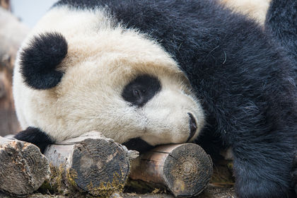 Giant Pandas and Humans: A Lesson in Sustainability