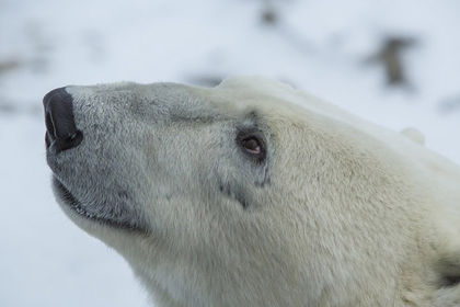 Google aims to provide key research into changing polar bear habitat