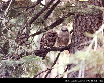 Threatened Owls Pushed Out of Home by Foes