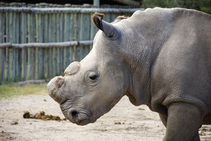 Will Fake Rhino Horns Curb Poaching?